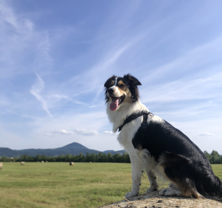 Matěj Mareš – nový ředitel společnosti